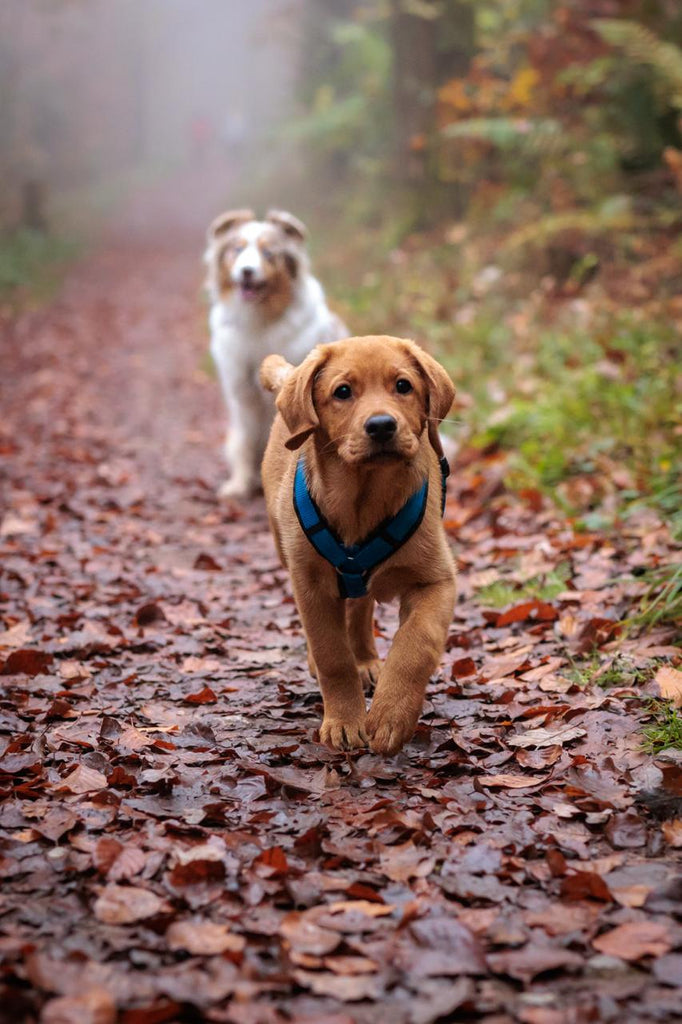 Gesunde Ernährung für Hunde und Katzen - Natürlich gesund durchs Leben